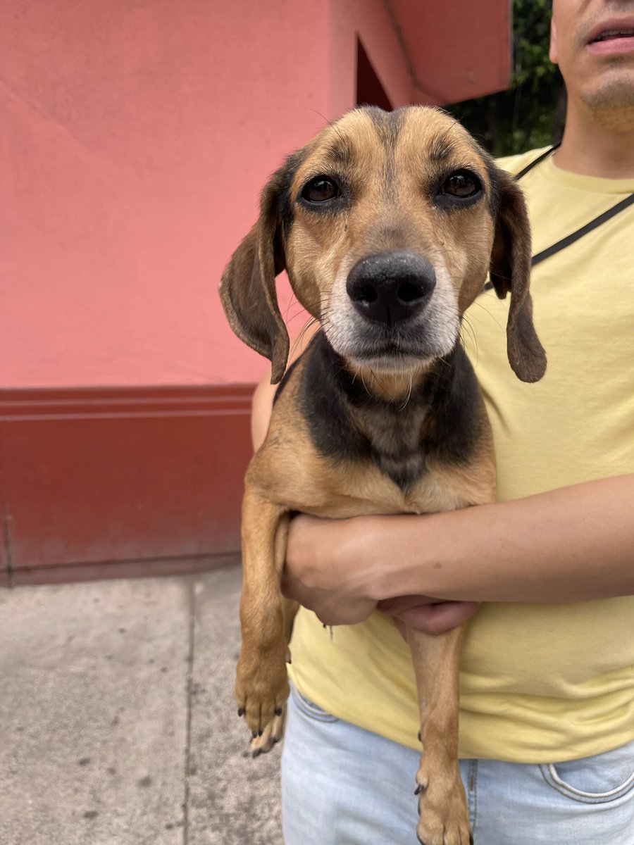 DanielGaenza's tweet photo. Hola! Acabamos de encontrar a este pequeñín muy nervioso corriendo en la Narvarte sobre el Starbucks de Xola. Después de mucho tiempo,logramos agarrarlo para que no lo atropellen.Esta muy nervioso. Si lo reconocen escríbanme por favor @Seg_NapolesDF 
@NarvarteVecinos @_Narvarte https://t.co/Fhcaqn0E6a