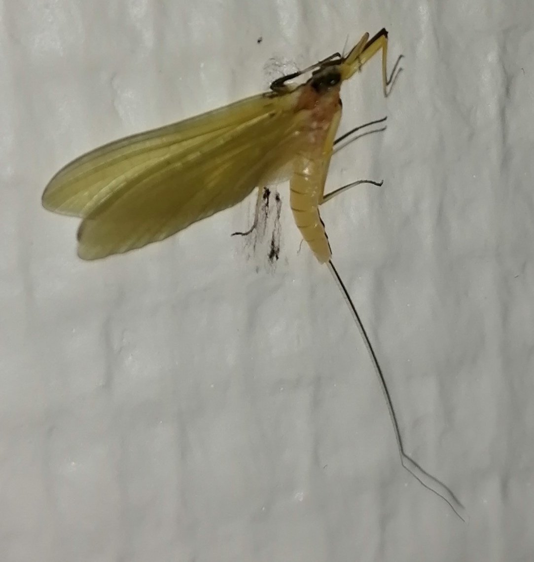 C'est quoi ce bestiaux ?
Jviens de l'écraser à Lyon !