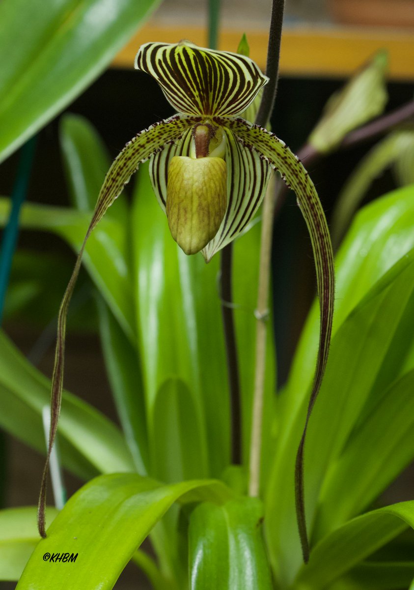 Mararda10's tweet photo. Some more photos of Paph. St. Swithin in flower. @orchidcommittee #Paphiopedilum #Saint #Swithin #LadySlipperOrchid #orchid https://t.co/RG5w56lagn
