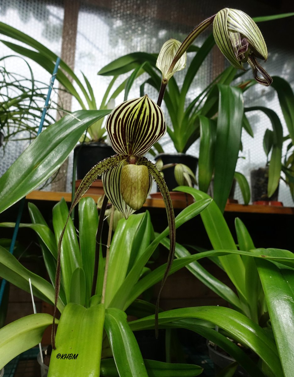 Mararda10's tweet photo. Some more photos of Paph. St. Swithin in flower. @orchidcommittee #Paphiopedilum #Saint #Swithin #LadySlipperOrchid #orchid https://t.co/RG5w56lagn