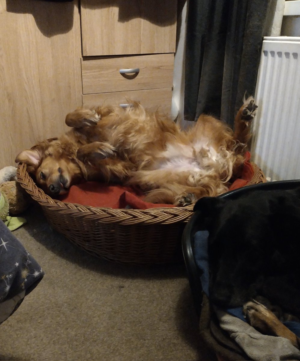 Niall_Jon's tweet photo. Think somedog's comfy https://t.co/ORSGA1bVhM