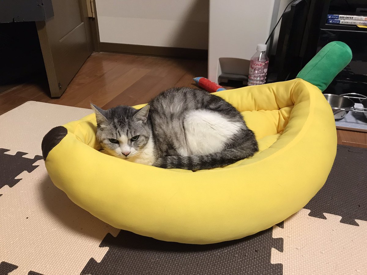 EMALTER7's tweet photo. 新しいベッドはバナナ〜🍌
みんな新しいの好きだから取り合いw
1枚目ちびニャン
2枚目あんちゃん
3枚目オルタさん＆ちびニャン
4枚目エモさん

#ねこ #猫好きさんと繋がりたい 
#保護猫 https://t.co/F4aqYHz2Qw