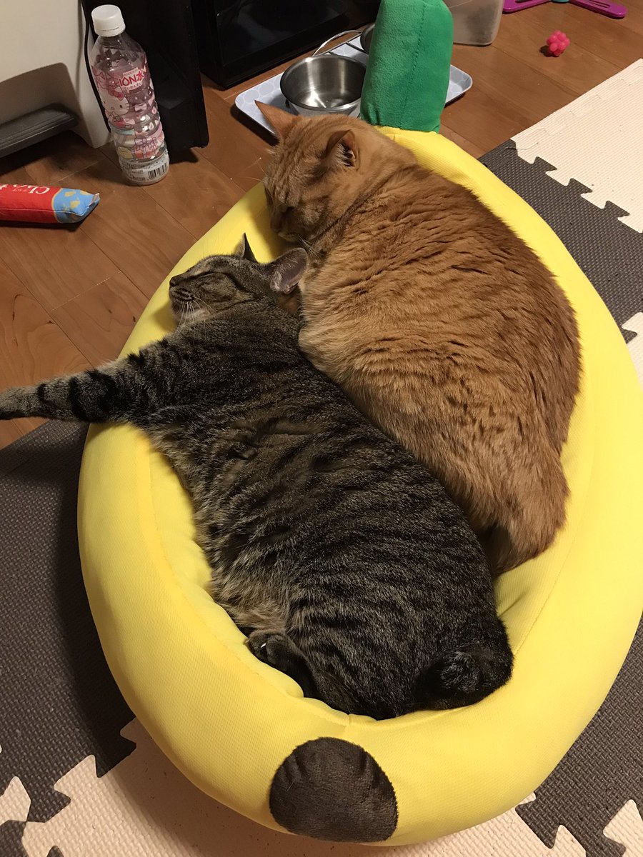 EMALTER7's tweet photo. 新しいベッドはバナナ〜🍌
みんな新しいの好きだから取り合いw
1枚目ちびニャン
2枚目あんちゃん
3枚目オルタさん＆ちびニャン
4枚目エモさん

#ねこ #猫好きさんと繋がりたい 
#保護猫 https://t.co/F4aqYHz2Qw