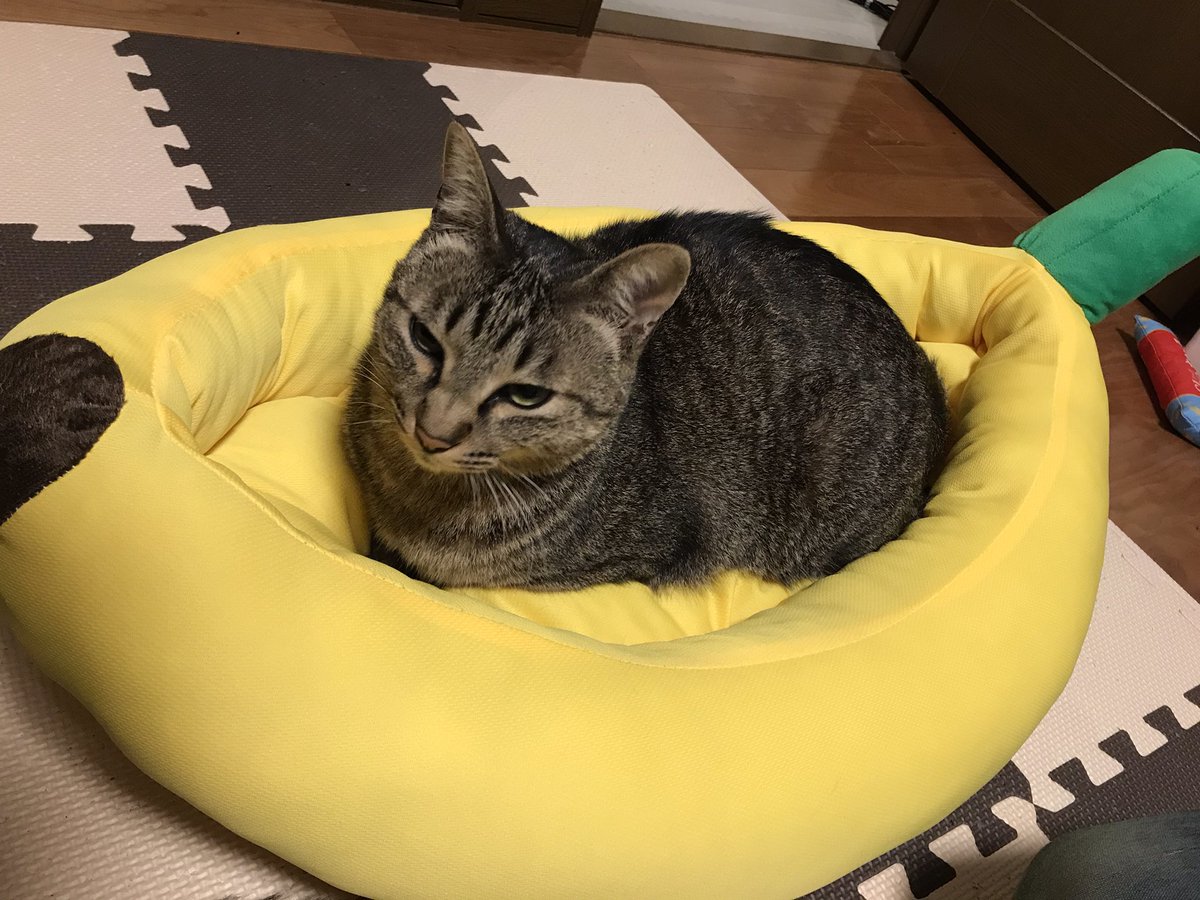 EMALTER7's tweet photo. 新しいベッドはバナナ〜🍌
みんな新しいの好きだから取り合いw
1枚目ちびニャン
2枚目あんちゃん
3枚目オルタさん＆ちびニャン
4枚目エモさん

#ねこ #猫好きさんと繋がりたい 
#保護猫 https://t.co/F4aqYHz2Qw