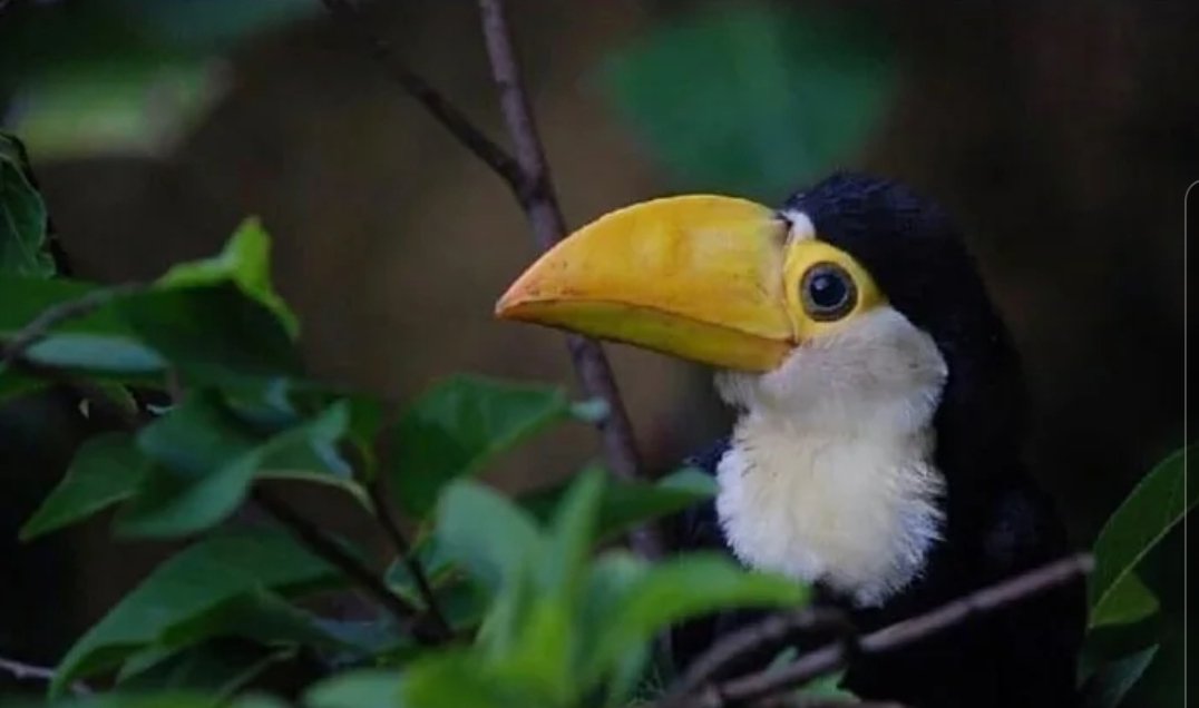 Hycarius's tweet photo. Aujourd'hui, c'est lundi, un bon jour pour vous rappeler que twitter manque de bébé toucan.

RT ce bébé Toucan qui semble vous souhaiter bon courage pour la semaine qui commence ! https://t.co/aJOXPucBgx