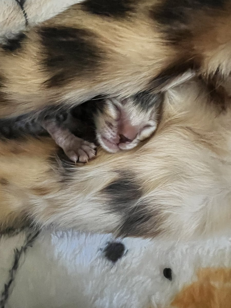 5280Bengals's tweet photo. Happy mommy’s day … what moms do for their children… https://t.co/QFA93Oqz3G