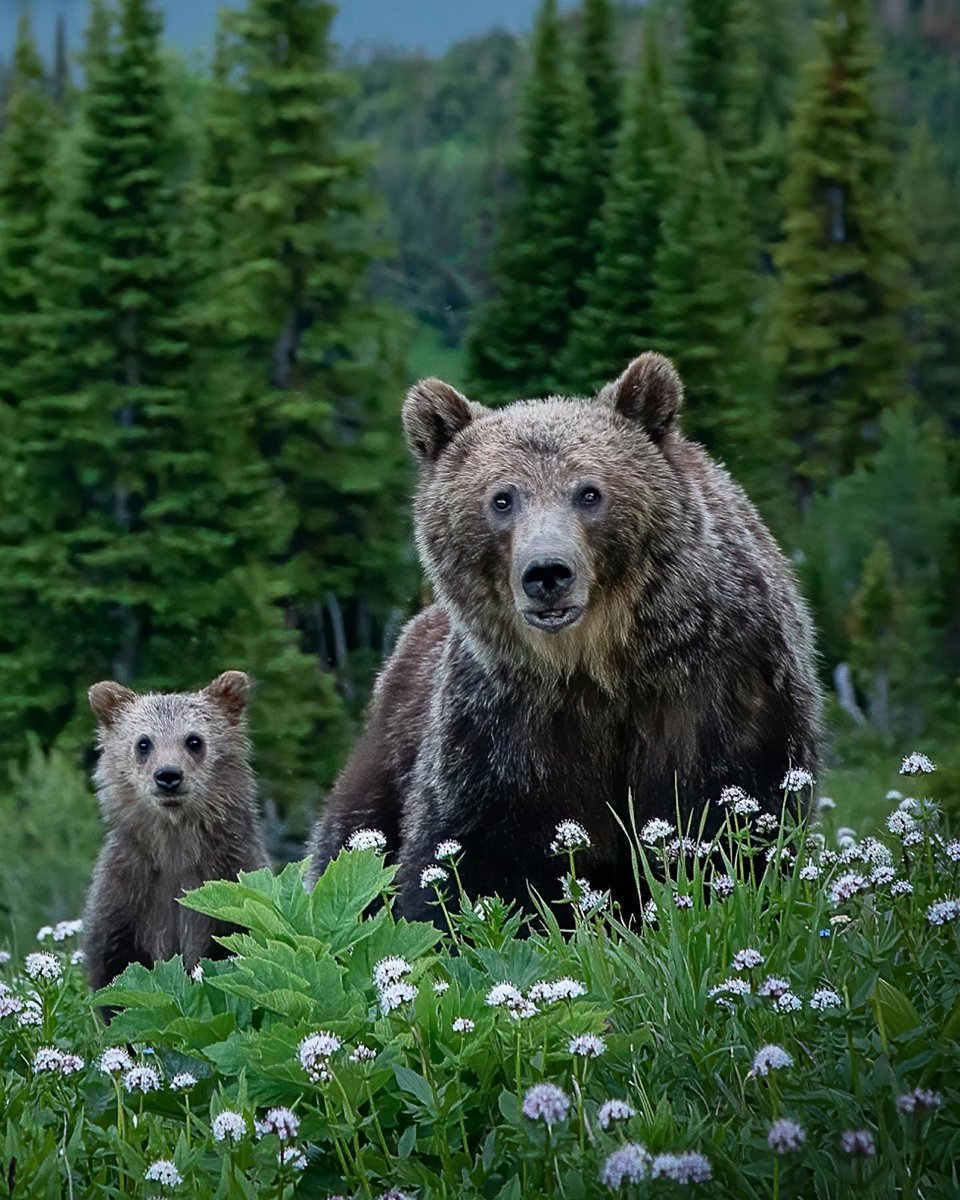 Hope Mothers Day was special for all the mothers today. I hope for those who have lost mothers that this day was filled with some beautiful memories. I lost my mother when I was 14 so for many years this was a tough day for me.