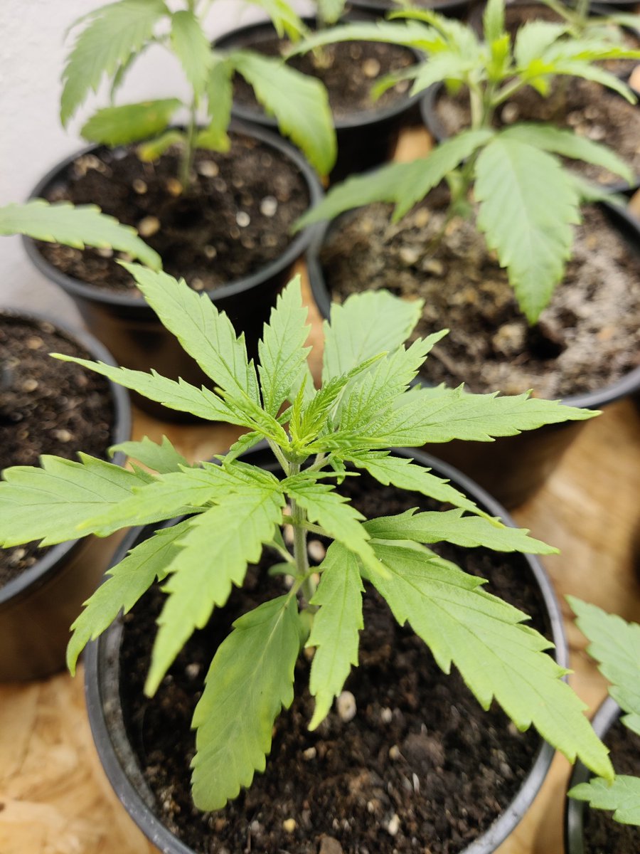 ZenCBDfarm's tweet image. Merlot CBD #phyllotaxy #triploid #CannabisCommunity #cannabisculture
