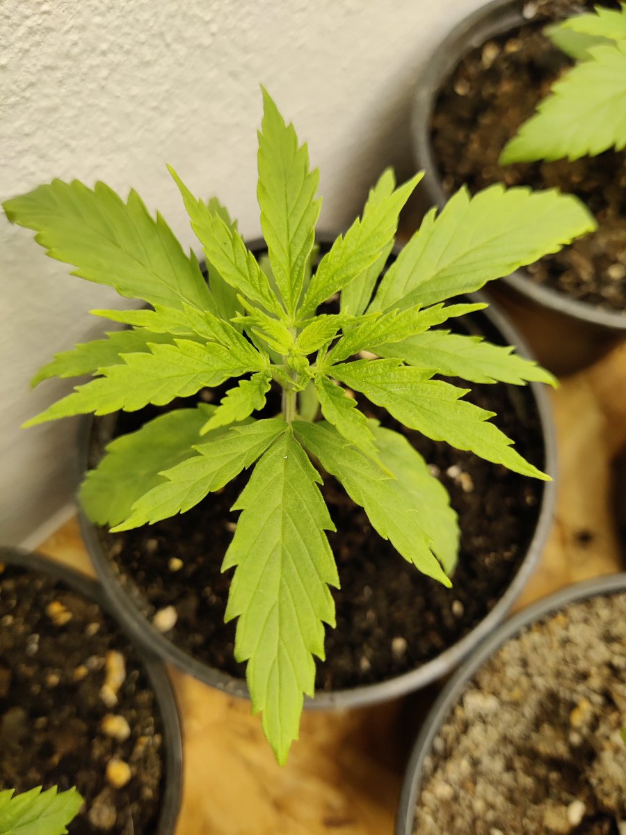 ZenCBDfarm's tweet image. Merlot CBD #phyllotaxy #triploid #CannabisCommunity #cannabisculture