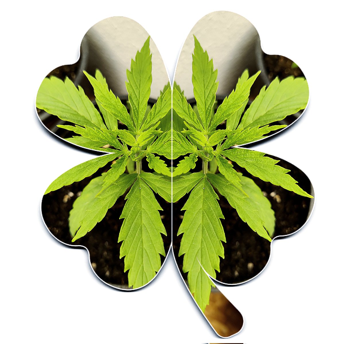 ZenCBDfarm's tweet image. Merlot CBD #phyllotaxy #triploid #CannabisCommunity #cannabisculture