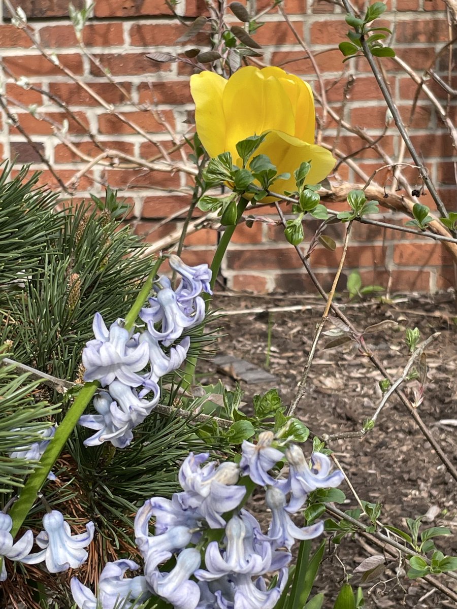 PagingDrAyman's tweet photo. #michiganspring https://t.co/MOLz508MNw
