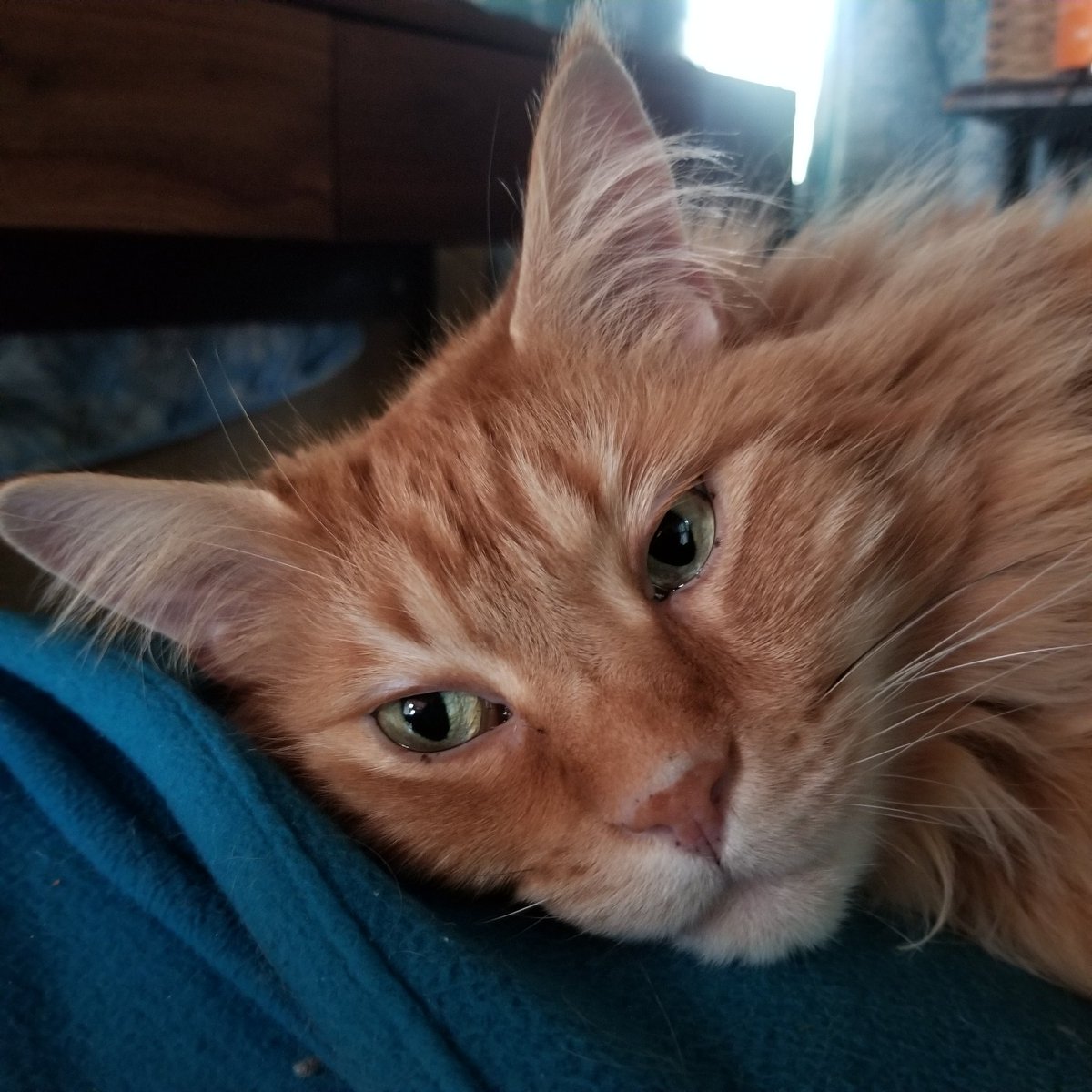 CoonOrange's tweet photo. Being cute https://t.co/4tMgn74byd