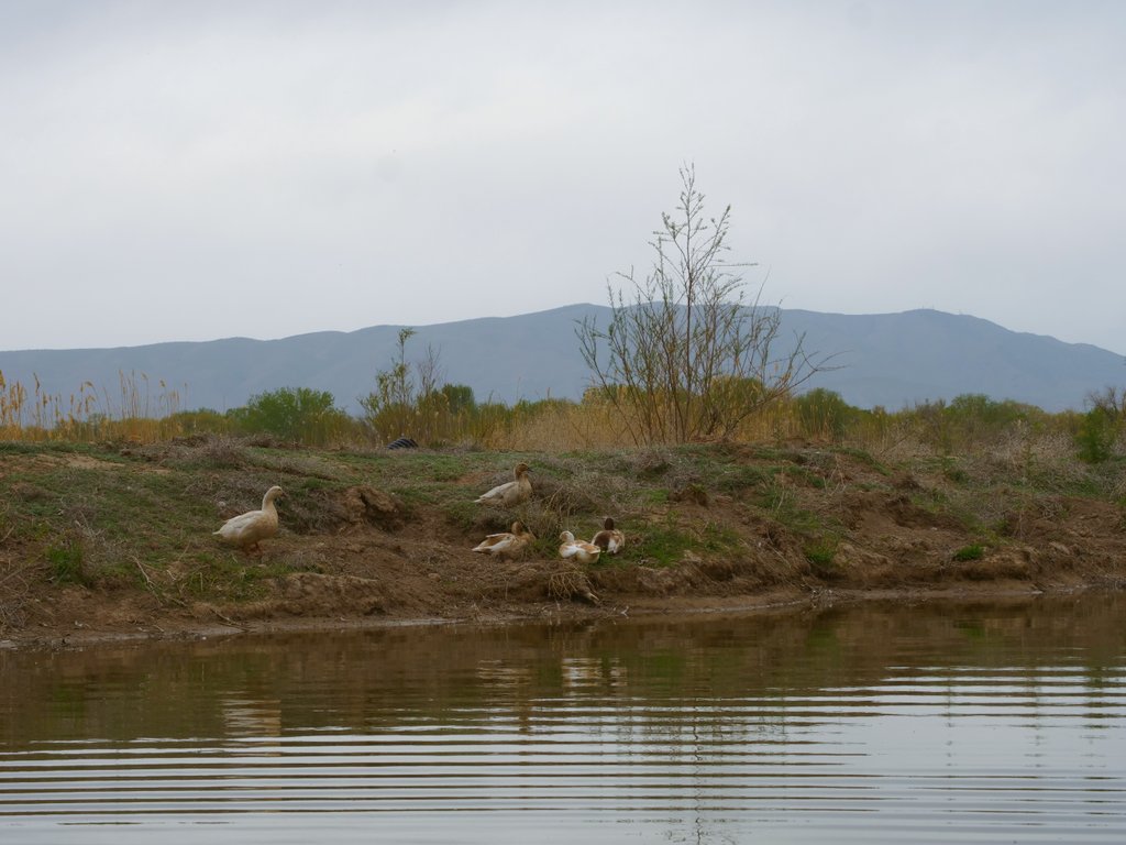 feed a duck 🦆

(retweet and this bot will send a snack to the ducks at live.dashducks.tv)