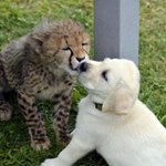 チーターは実は気が弱い!？犬と一緒にいたチーターが可愛い。