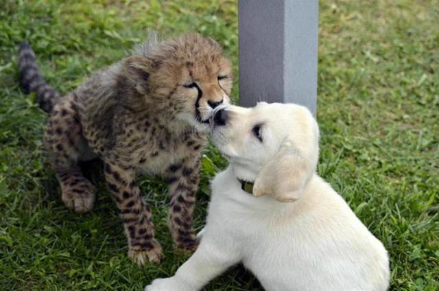 チーターは実は気が弱い！？犬と一緒にいたチーターが可愛い。