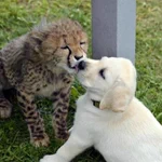 チーターは実は気が弱い!？犬と一緒にいたチーターが可愛い。