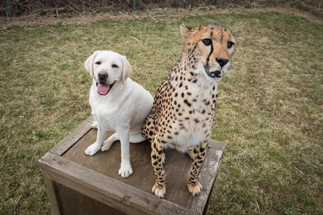チーターは実は気が弱い！？犬と一緒にいたチーターが可愛い。