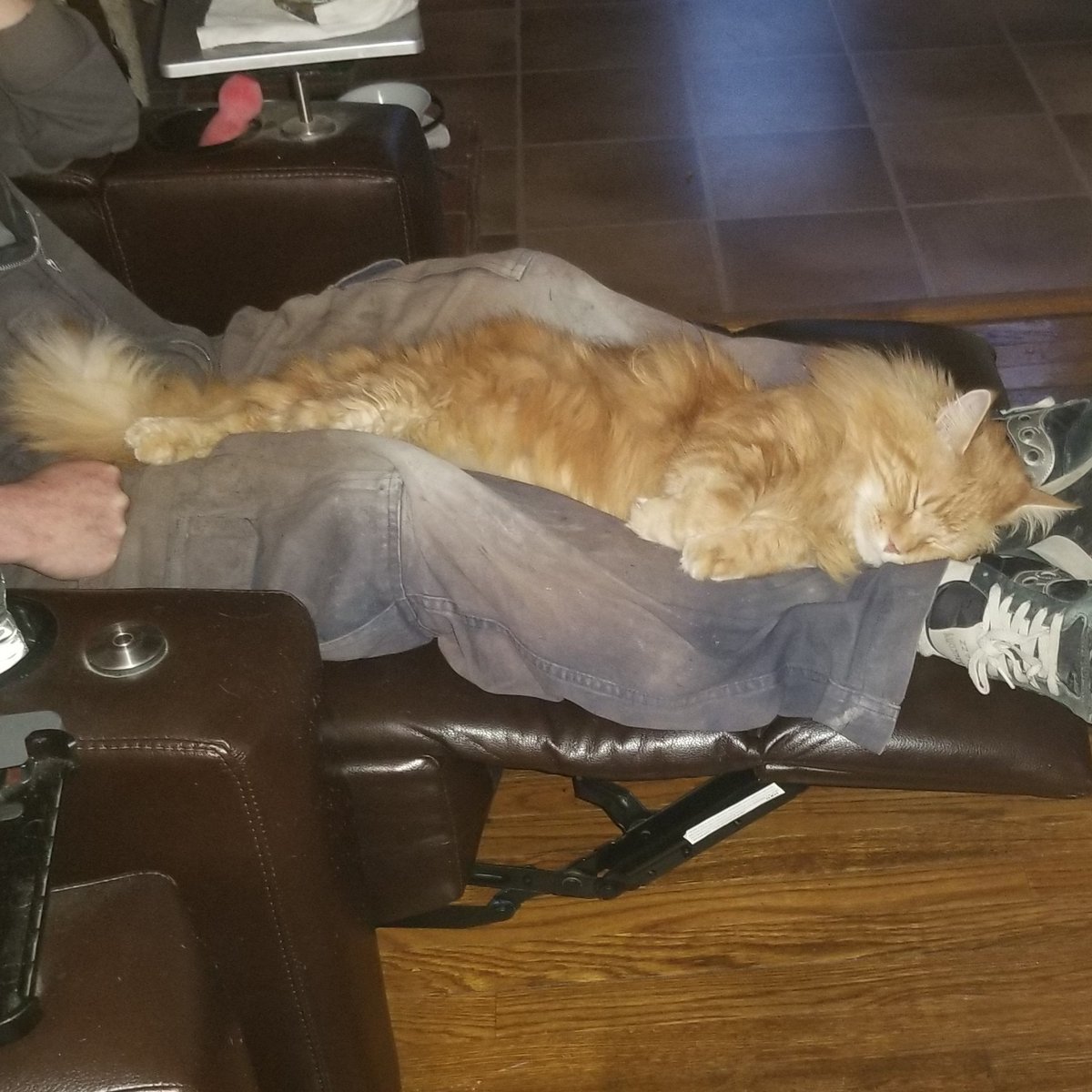 CoonOrange's tweet photo. Coon life https://t.co/GGSs6Qa4np