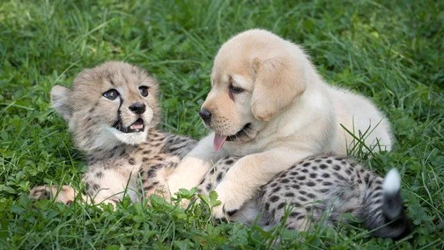 チーターは実は気が弱い！？犬と一緒にいたチーターが可愛い。