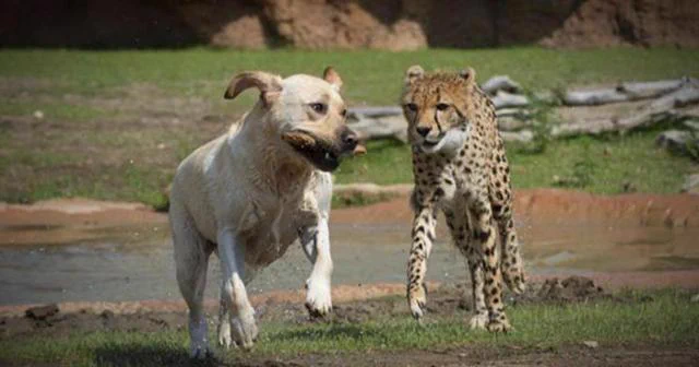 チーターは実は気が弱い！？犬と一緒にいたチーターが可愛い。