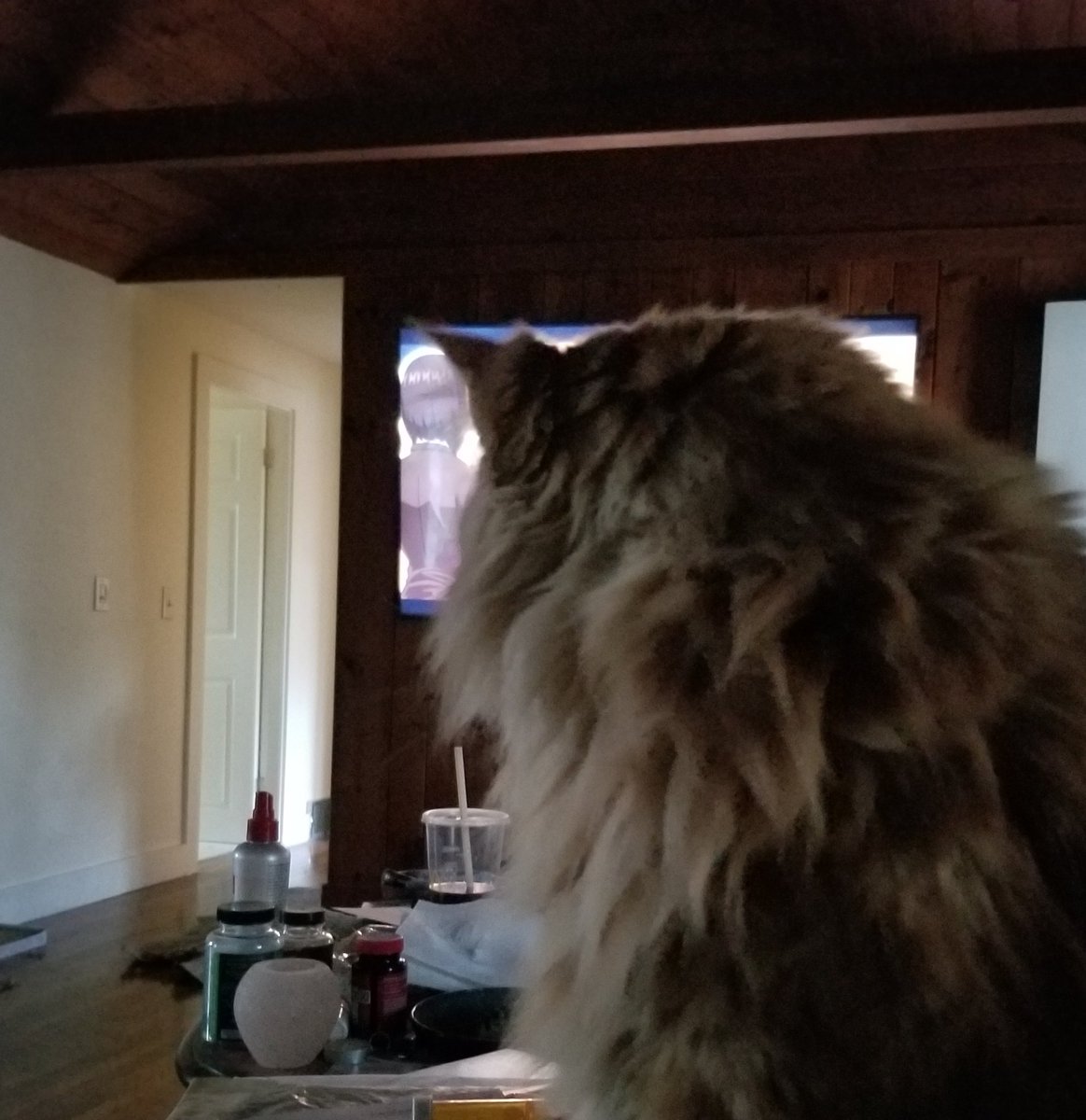 CoonOrange's tweet photo. Big cat owner watching TV. https://t.co/NsdmFPb12j