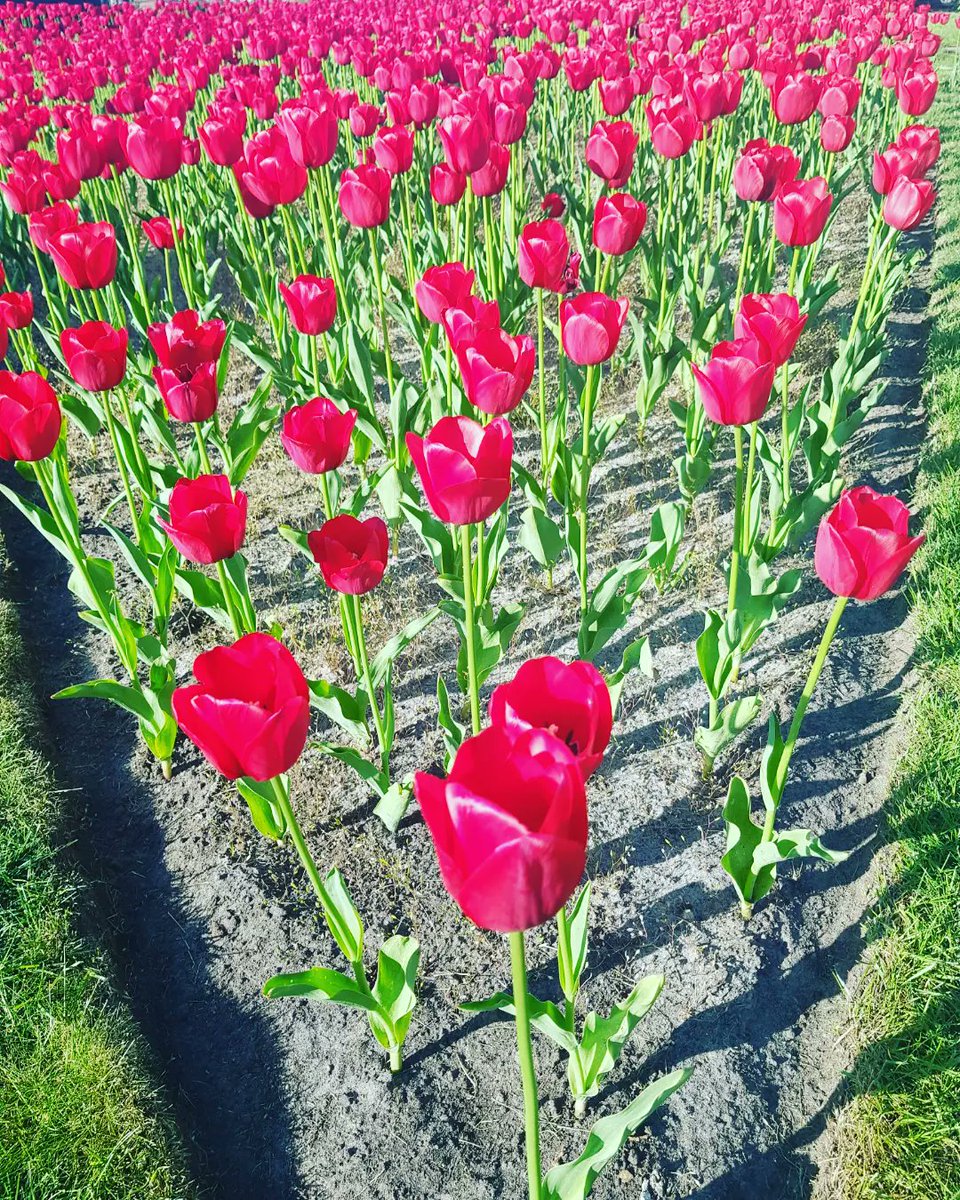 🌷
