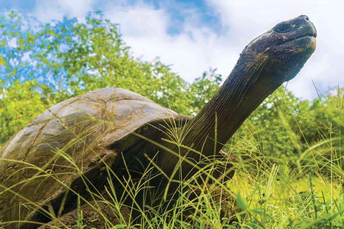 salamanderwhspr's tweet photo. I’m so excited to announce that I will be traveling to the Galapagos this November as a #GrosvenorTeacherFellow with ⁦@LindbladExp⁩ and ⁦@NatGeoEducation⁩! This is the ULTIMATE professional development opportunity. #educatorexplorer (photo from Endeavor II) https://t.co/pu890QqBeF