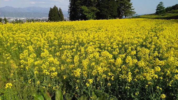 おはようございます。子供たちがくれたお花と、実家の近くにある 菜の花畑と、あと #今月の毛利 です#天華百剣お絵かき部 