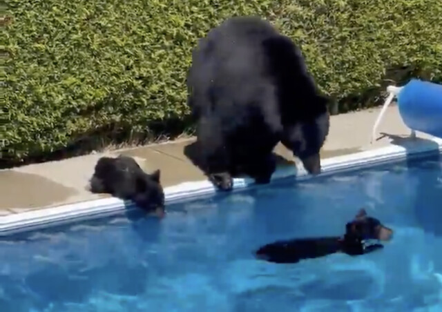 PremiumOutdoor1's tweet photo. I told you to get out of the pool! Don't make me come in there after you!
@premiumoutdoorsstore.com https://t.co/z7lev3YflD