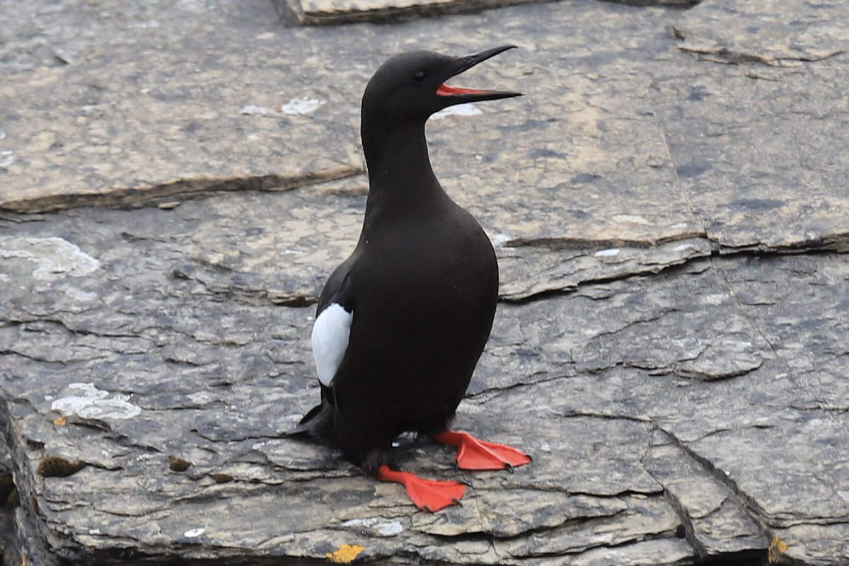 ColinRitchie17's tweet photo. #blackguillemot #orkneyisles https://t.co/cFFBWb670s