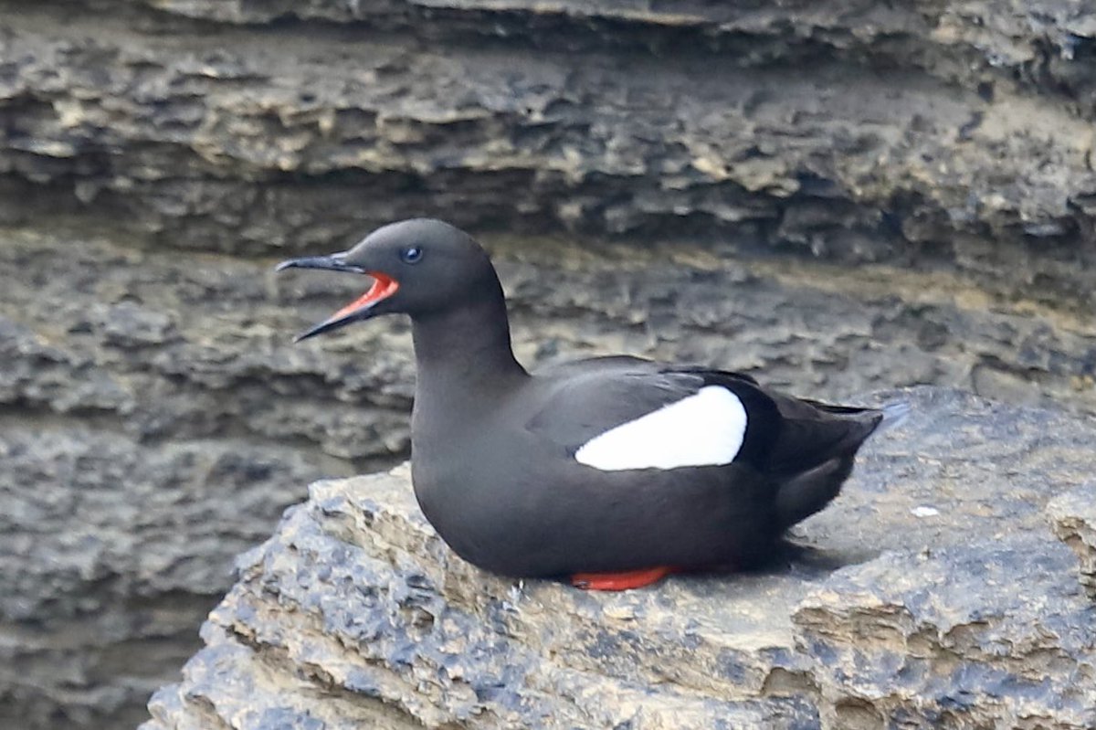 ColinRitchie17's tweet photo. #blackguillemot #orkneyisles https://t.co/cFFBWb670s