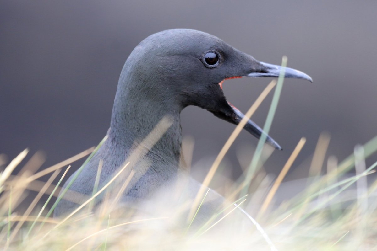 ColinRitchie17's tweet photo. #blackguillemot #orkneyisles https://t.co/cFFBWb670s