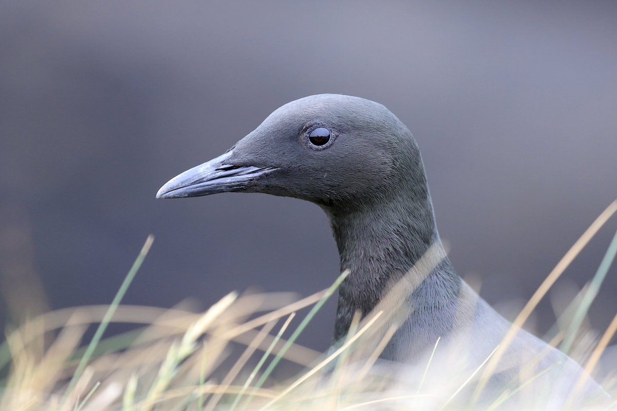 ColinRitchie17's tweet photo. #blackguillemot #orkneyisles https://t.co/cFFBWb670s