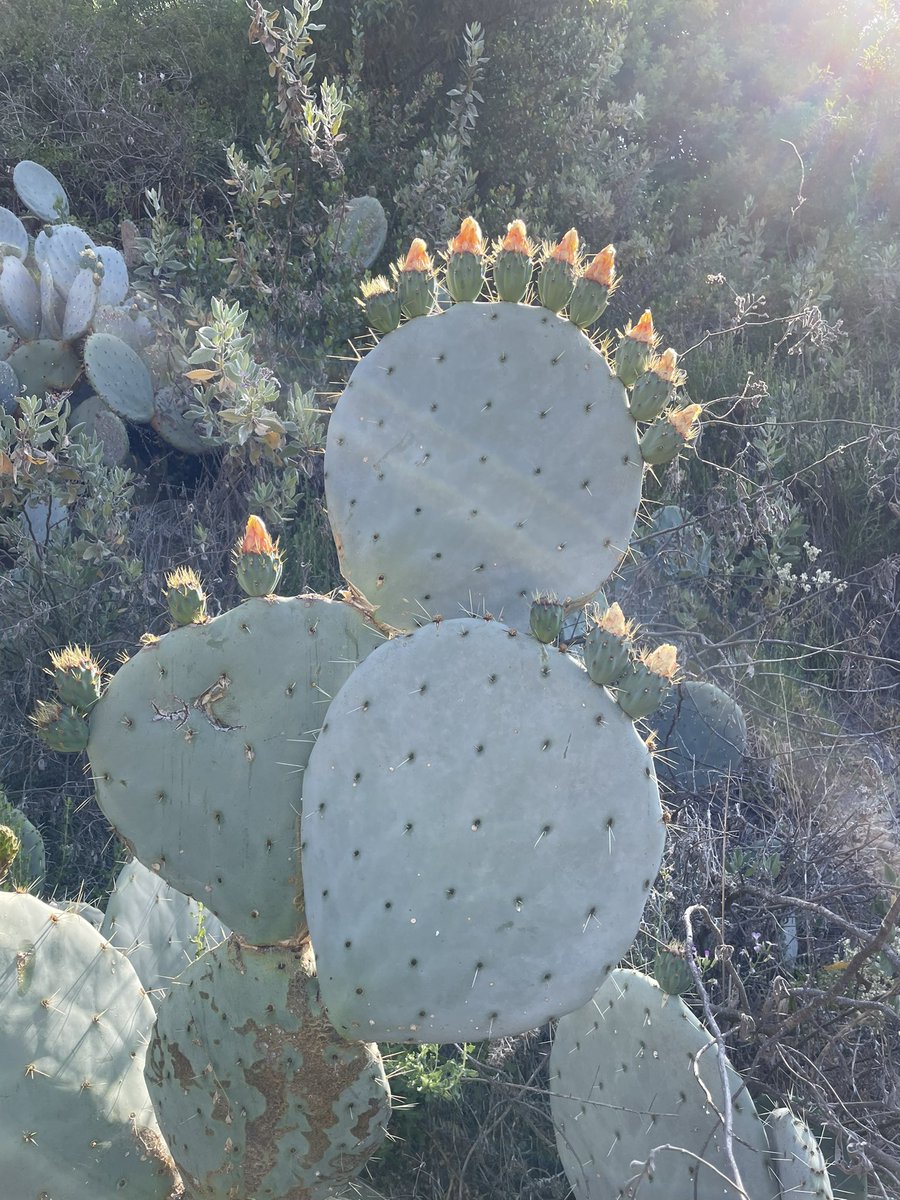 “The world needs our mothers.” Happy Mother’s Day! And happy Mother Earth 🌍💚🌲🤗

Quiet your #mind, connect to #nature, establish #roots. 🌵 #naturetherapy 🍁 #foresttherapy 🌳 #forestbathing 🌴 #naturebathing 🌻 #shinrinyoku 🌲 #rootsconnect ☘️ #rootsconnectus 🌺