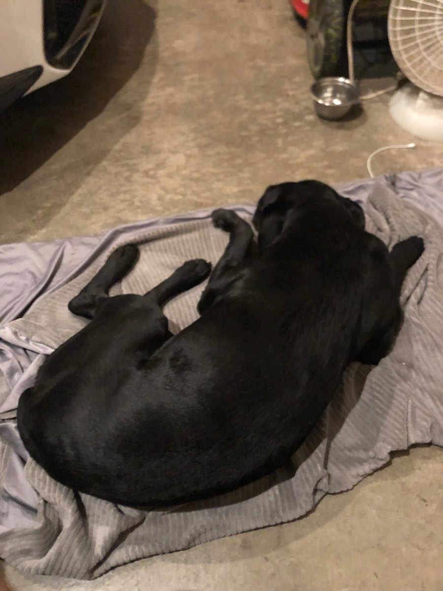 6Astatechamp's tweet photo. #shadowhound https://t.co/Qdrl3TRjT9