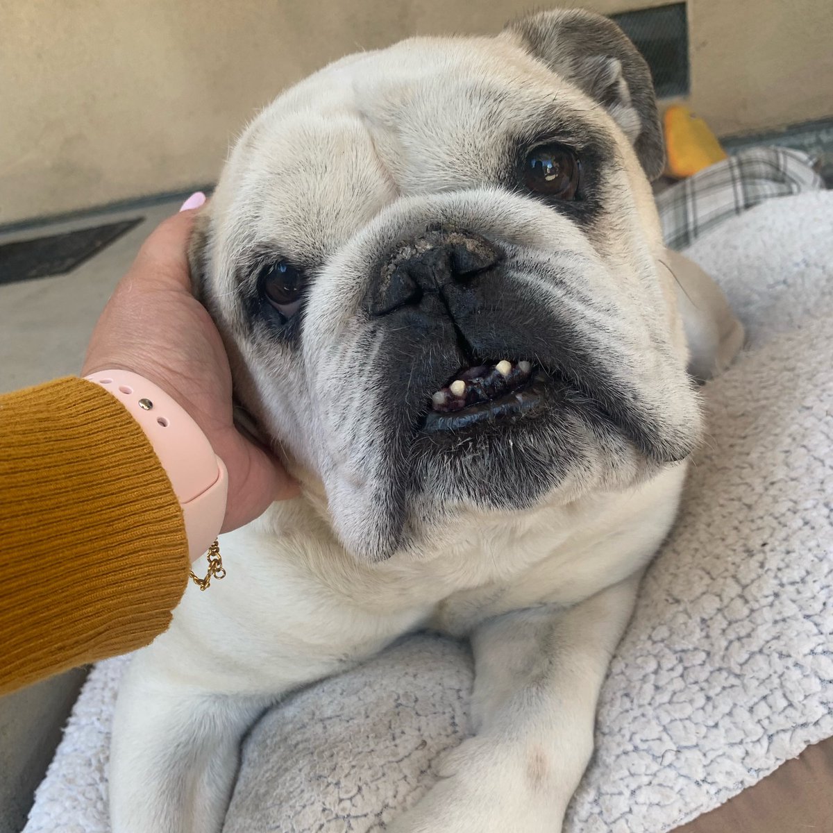 Bulldog_Kiba's tweet photo. Happy Mother’s Day to human mamas and fur mamas 🐾 Give them extra hugs and kisses today! ❤️ (https://t.co/LiKvc4QByi) https://t.co/VqkF5JqJai