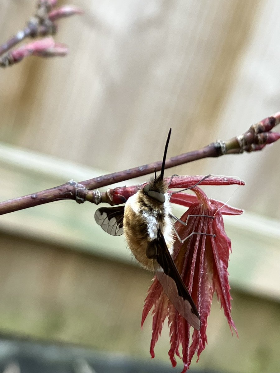 the80srule's tweet photo. @IoloWilliams2 Had one in the garden a few weeks ago and didn’t know what it was! https://t.co/xIpbTAgGcv