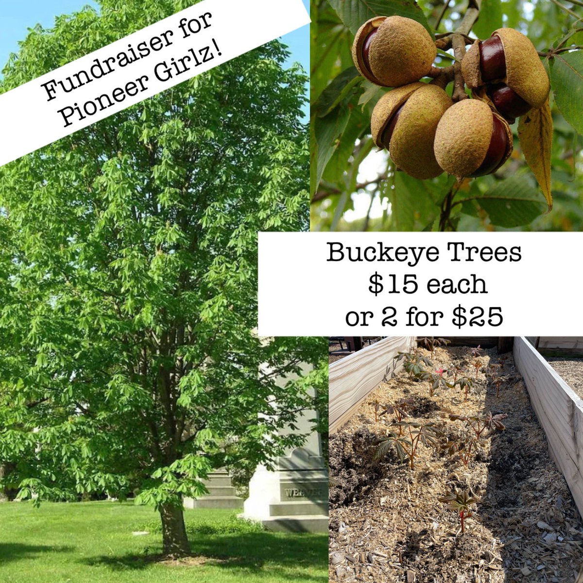 RobinTittel's tweet photo. Please come get Buckeye Trees! Text me- 330-715-8525 Diamond, Ohio! https://t.co/GYwdtxcCR9