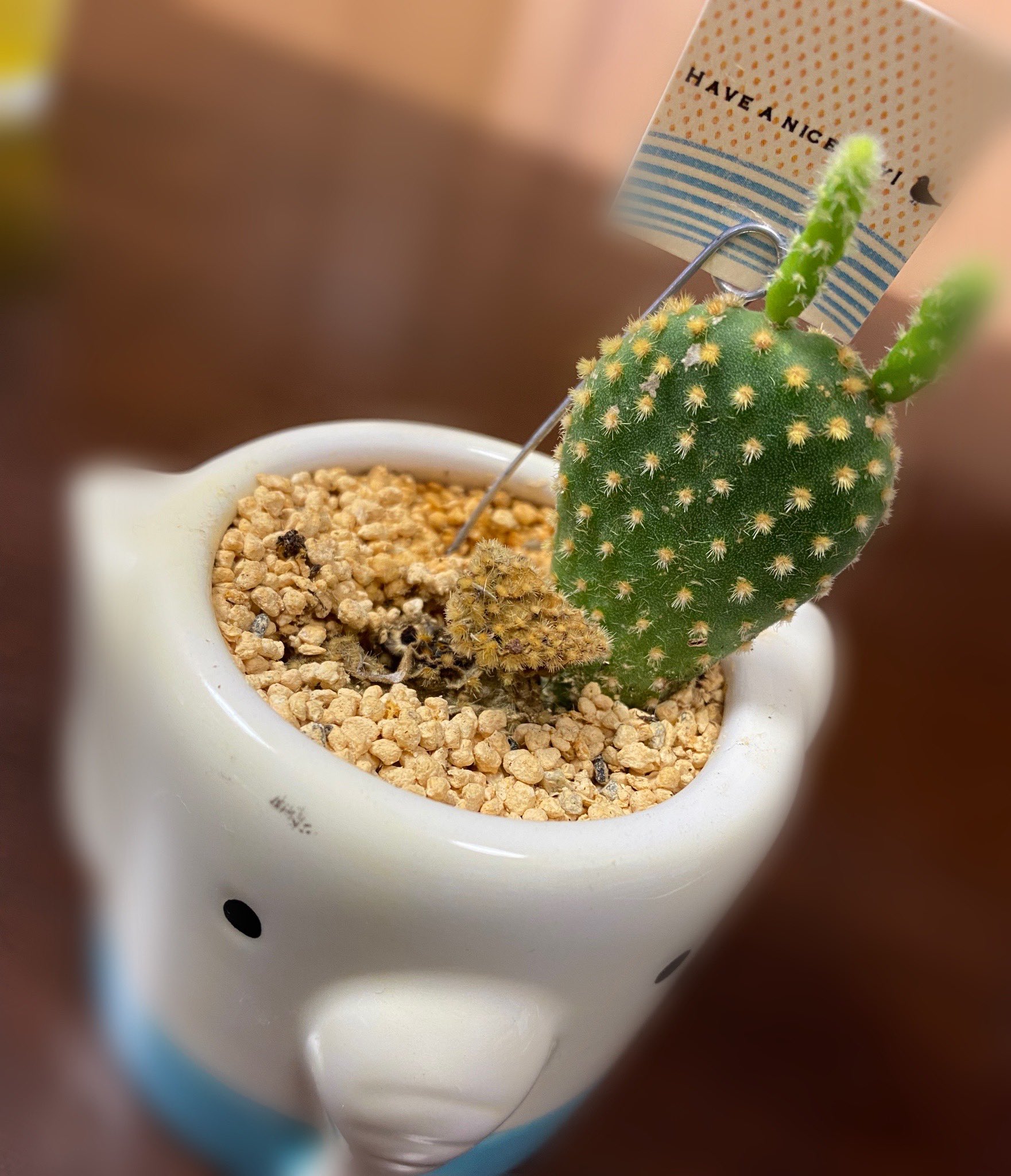 なつき 元気がなくなってもうダメかな って思ってた我が家のウチワサボテンちゃんが復活して 可愛いうさちゃん型に 元気になってくれて よかった T Co Immxahdncm Twitter