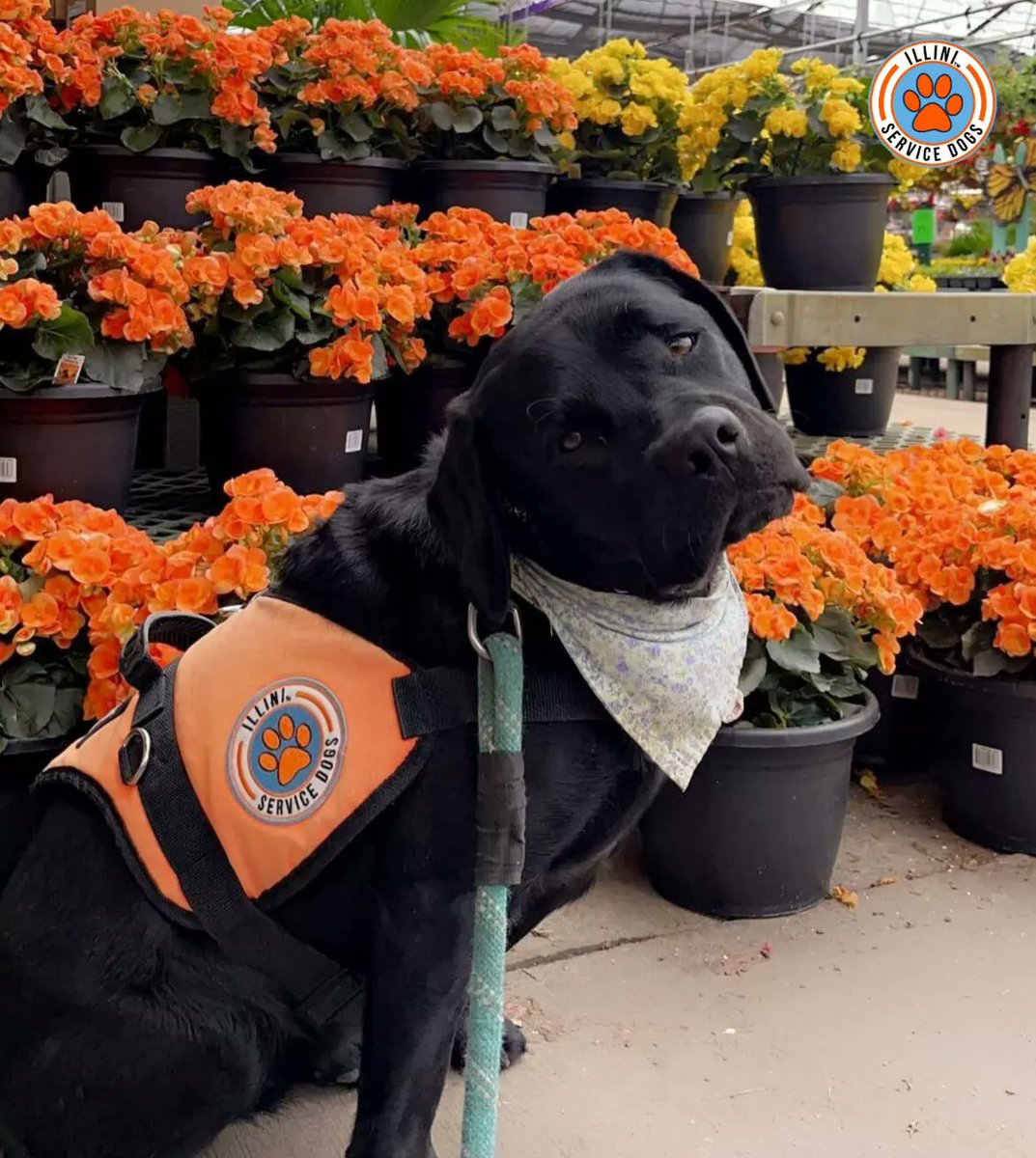 Illinidogs's tweet photo. Yesterday, we recognized our newest Illini Service Dogs graduate, Penny! Over two years, Penny has grown into a dependable mobility service dog. Congratulations to her &amp; all of our graduating seniors for reaching this amazing milestone! We know you will do amazing things 🧡 https://t.co/pxMQiuzQvC