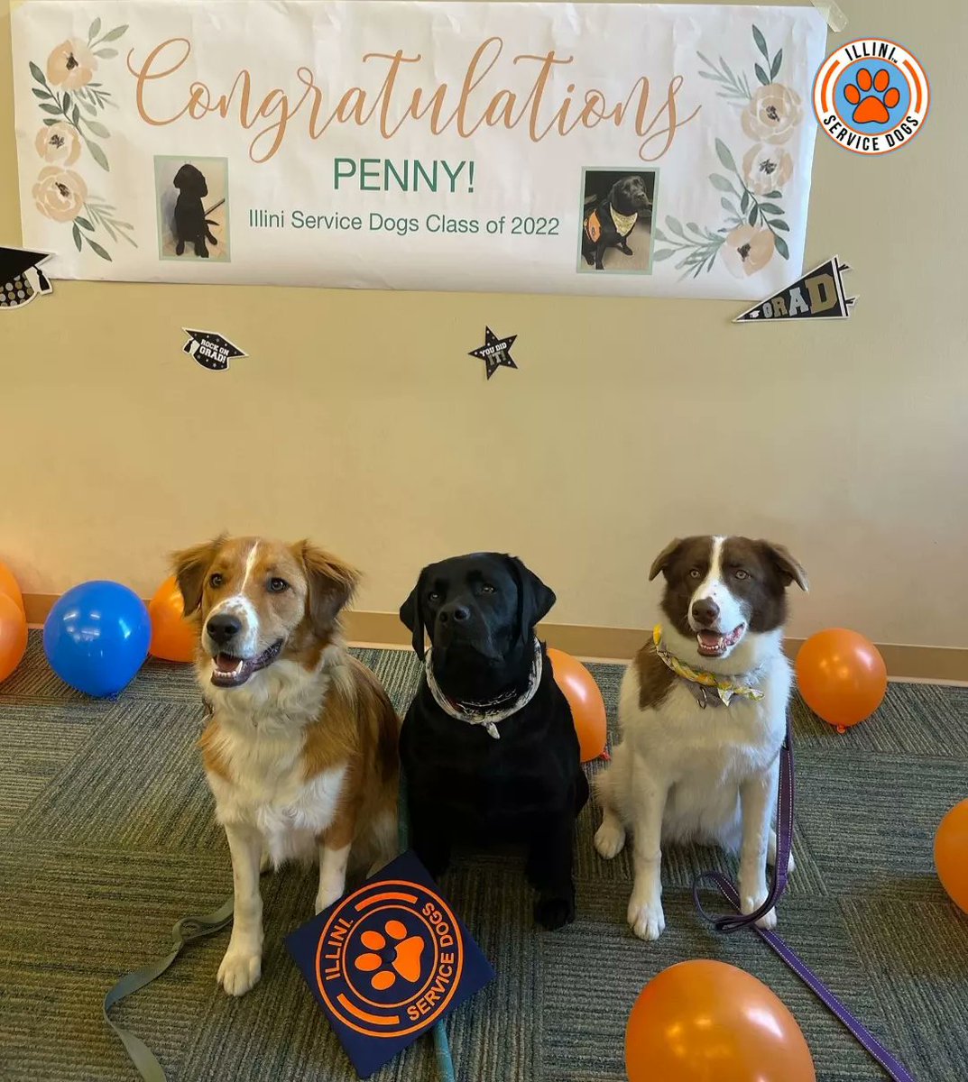 Illinidogs's tweet photo. Yesterday, we recognized our newest Illini Service Dogs graduate, Penny! Over two years, Penny has grown into a dependable mobility service dog. Congratulations to her &amp; all of our graduating seniors for reaching this amazing milestone! We know you will do amazing things 🧡 https://t.co/pxMQiuzQvC
