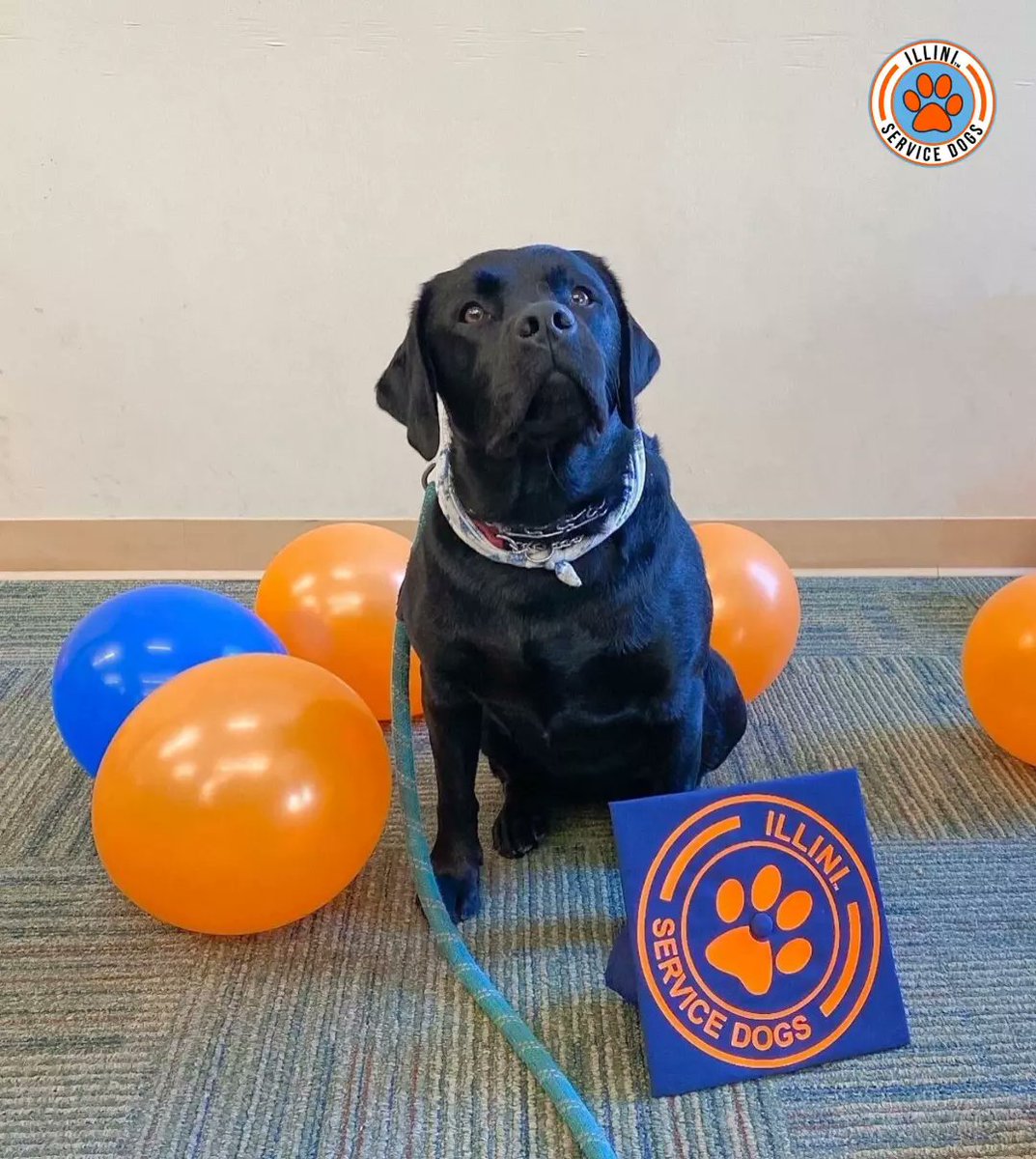 Illinidogs's tweet photo. Yesterday, we recognized our newest Illini Service Dogs graduate, Penny! Over two years, Penny has grown into a dependable mobility service dog. Congratulations to her &amp; all of our graduating seniors for reaching this amazing milestone! We know you will do amazing things 🧡 https://t.co/pxMQiuzQvC