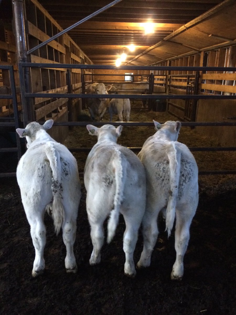 GDubuc's tweet photo. Lignée plus précoce que d’autres? Ces 3 fils de Cedarlea Galveston 7G du mois de janvier sont déjà intéressés par une vache en chaleur. #SemexBeef https://t.co/AgBAYeW5NG