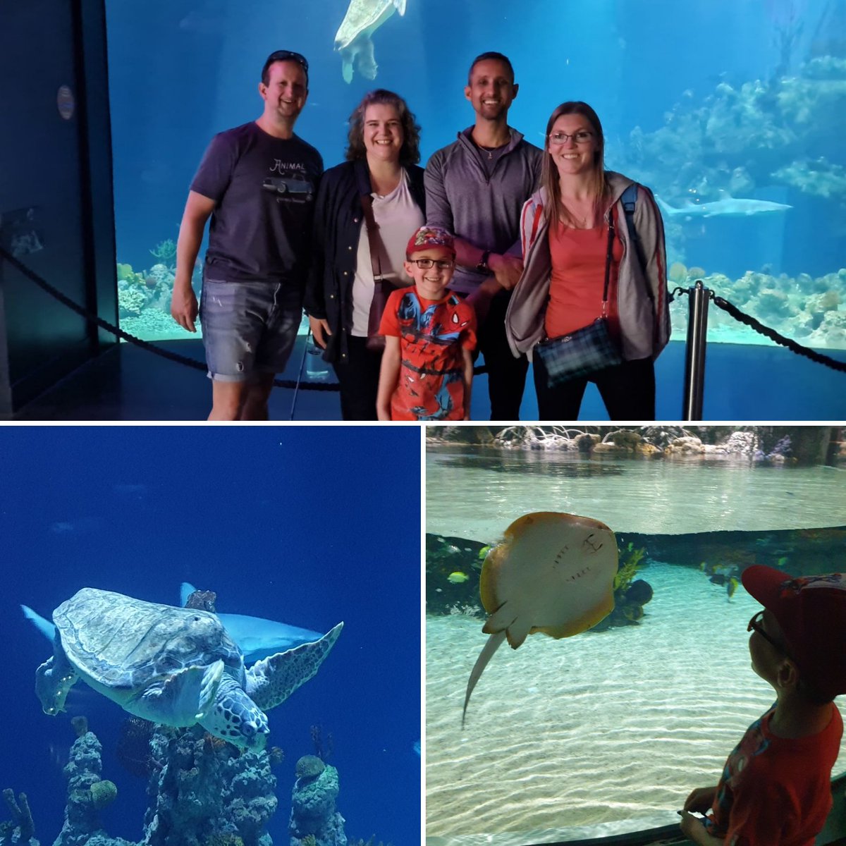 gembo236's tweet photo. A lovely trip to The Deep yesterday for HW & Family & Friends. @IntakeSchool #Y2T we saw loggerhead turtles, manta rays, penguins & so much more โฅ ๐ ๐๐ข๐ https://t.co/5Zv71ECOkk