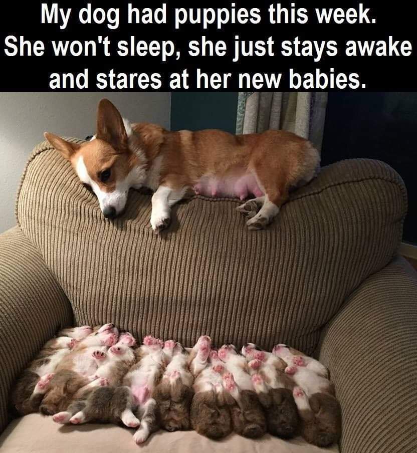 Happy Dog tweet media