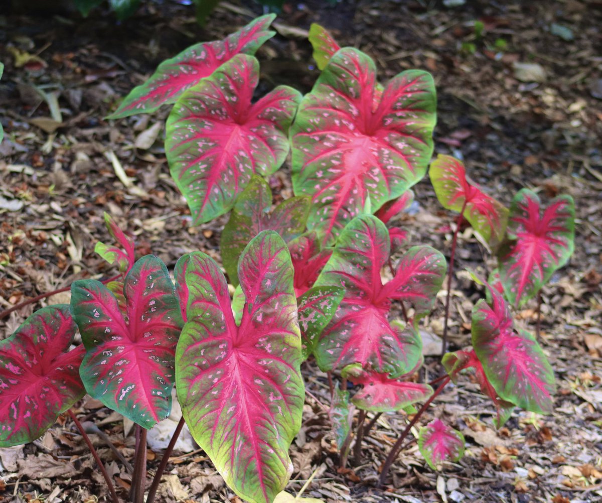 lynnsferrazza1's tweet image. #MayPatternChallenge These Caladium are showing off their beautiful patterns.
