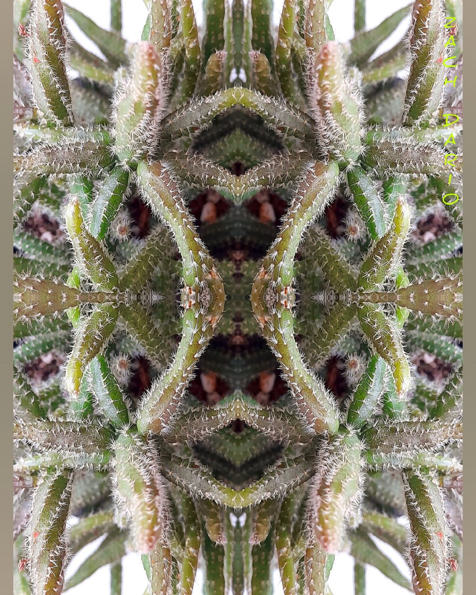 dimensionzbrand's tweet photo. 🌵
Rhipsalis baccifera

#rhipsalisbaccifera
#CoolCactus
#NFT 
#NFTCommunity 
#Visiontrain
#photography 
#Dimensionz https://t.co/UqLYasMW4U