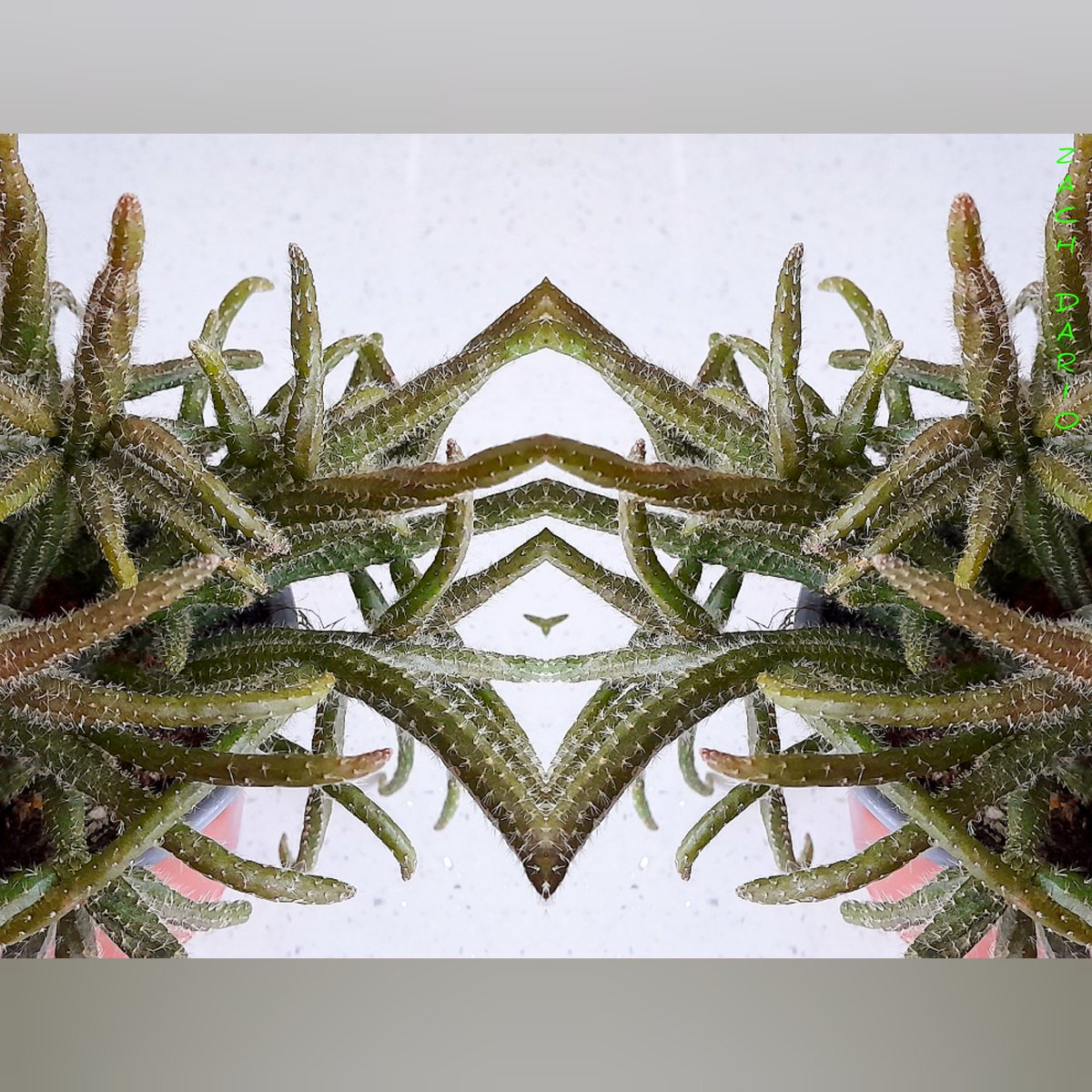 dimensionzbrand's tweet photo. 🌵Rhipsalis baccifera

There's a tiny Eagle in the background 

#rhipsalisbaccifera
#visiontrain
#cactus 
#coolcactus
#Photography 
#nftcommunity 
#Dimensionz https://t.co/vtukSQQ8Y6
