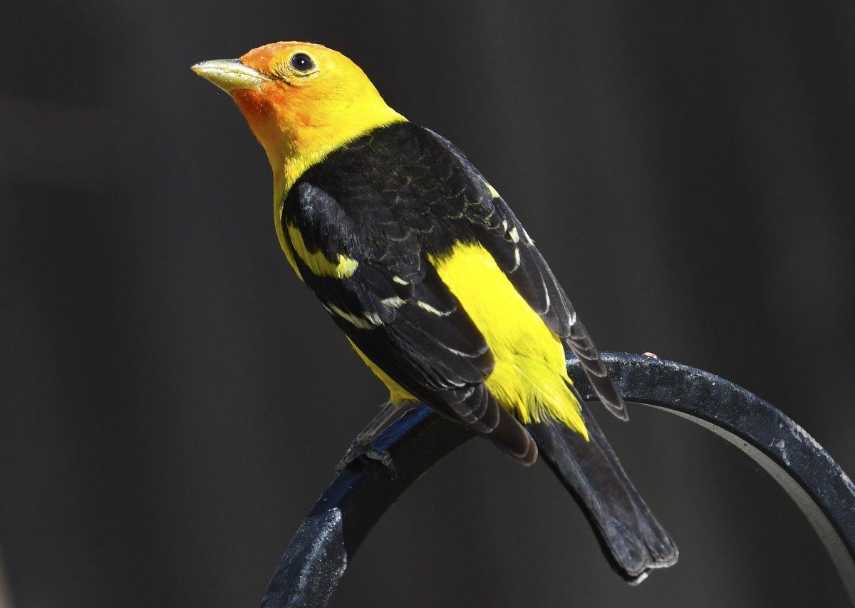 CrossleyIDGuide's tweet image. 3000 WETA yesterday, and probably nearly as many on Friday plus 1000’s of other migrants. Smaller no’s than last year - but it’s not too late😀.