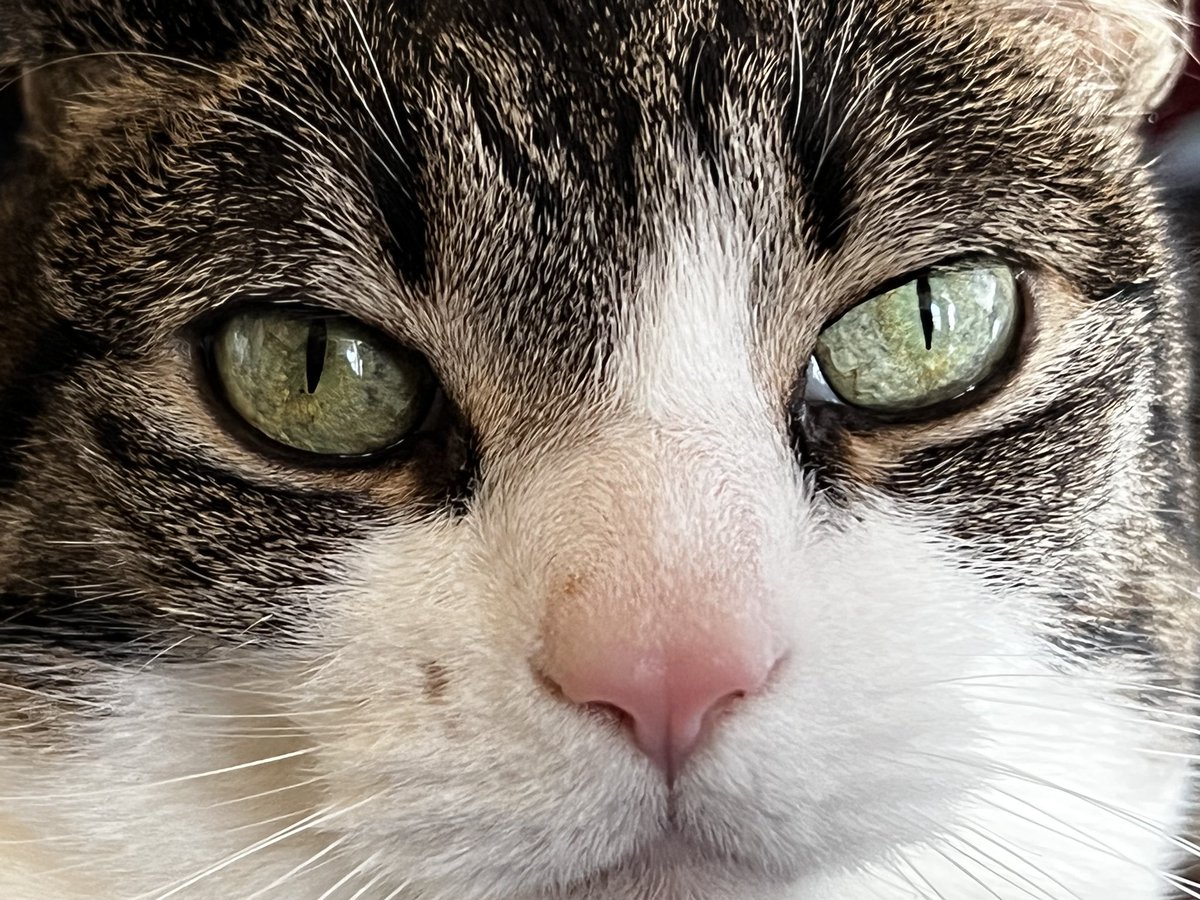 CutieFurs's tweet photo. Free boops!  #CatsOfTwitter #Boop https://t.co/Eu38MqX9Bk